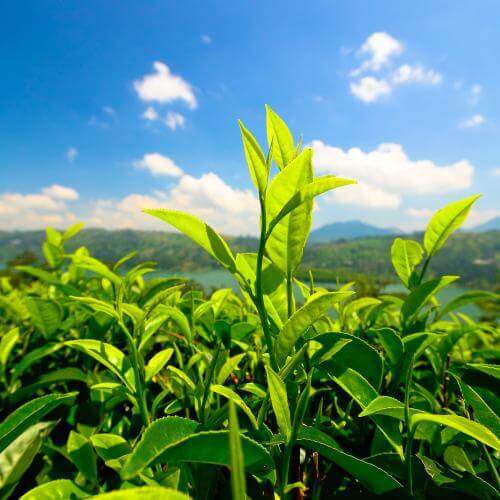 Charakteristika dóš (jaký jste typ)