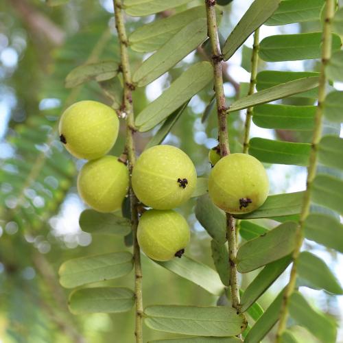 Sušené ovoce plné vitamínů a minerálů