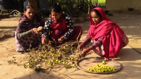 Sušené ovoce plné vitamínů a minerálů